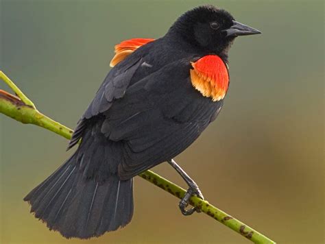 15 Types of Blackbirds in Washington! (state) - Bird Watching HQ