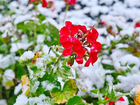 Overwintering Geranium Plant - How To Keep Geraniums Over Winter