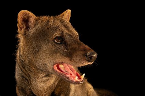Short-eared dog (Atelocynus microtis) - Joel Sartore
