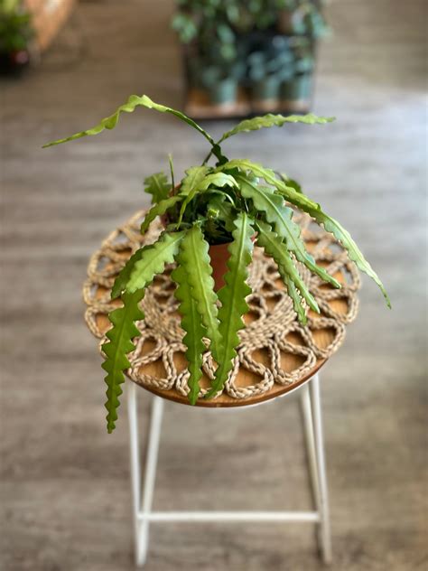 Fishbone Cacti – Fuchsia Green Shop