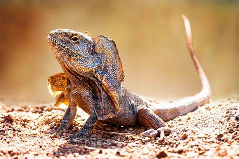 Frilled Lizard (Chlamydosaurus Kingii) - Lifestyle, Diet, and More