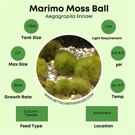 33 Best Aquarium Plants For Beginners & What They Need