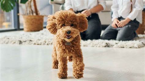 What is the Life Expectancy of a Toy Poodle: Unveiling Secrets - Toys