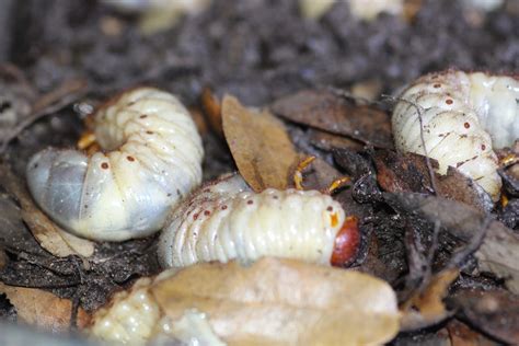Grub Worms Free Stock Photo - Public Domain Pictures