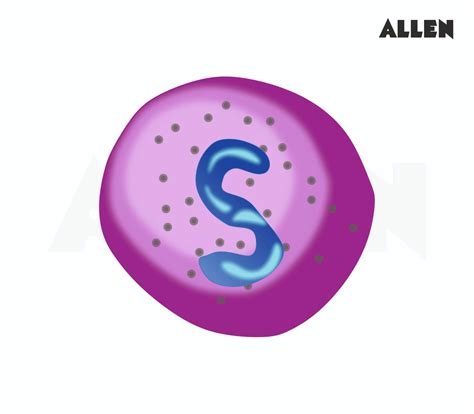 Functions of Blood | Types and Functions of Blood Vessels