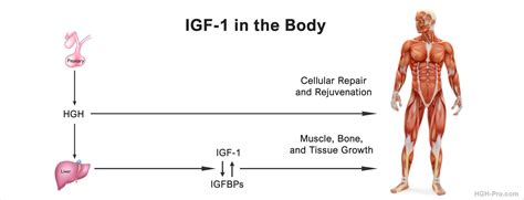 Image result for IGF Insurance