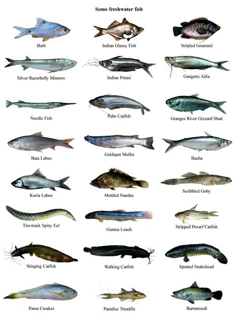 Image result for Fish Shell Argparse Examples