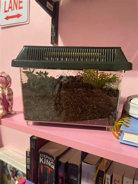 Chaco Golden-knee enclosure : r/tarantulas