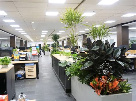 办公室摆放什么植物对自己最有益！ - 装修保障网