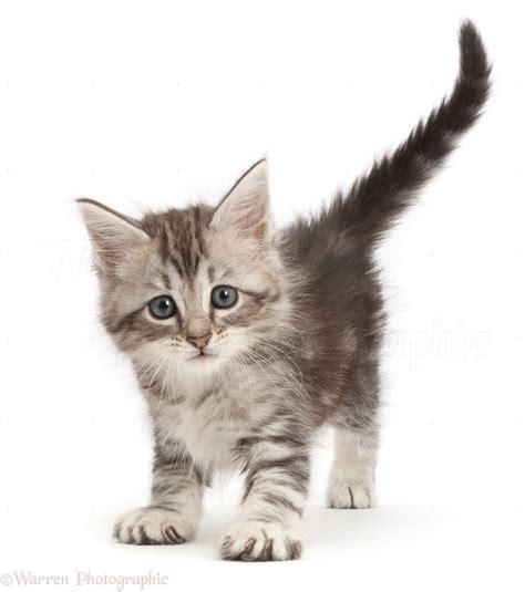 Grey tabby kitten photo WP48892