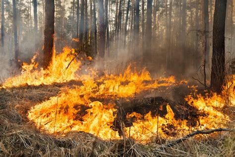 Image result for Forest Fire Project