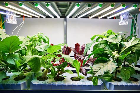 How Are Grow Lights Different From Regular Light Bulbs? | The Family ...