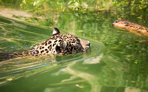 Brazilian Jaguar Makes Unbelievable Swim, Setting New Record!