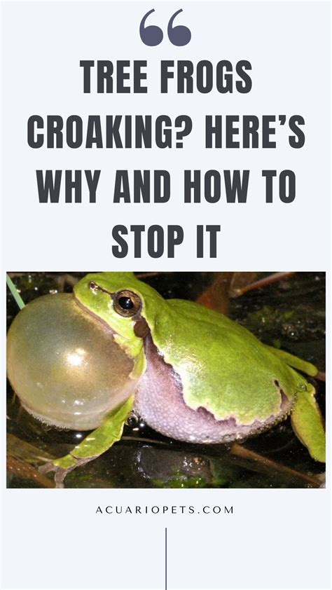 Why Do Tree Frogs Croak?