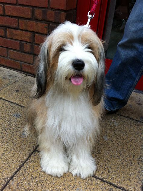Tibet Terrier Mischling Welpen
