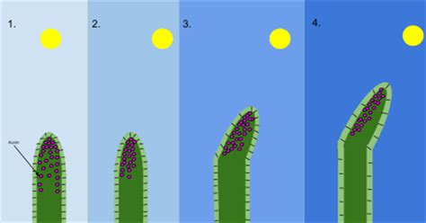 Tropism in plants — lesson. Science State Board, Class 9.
