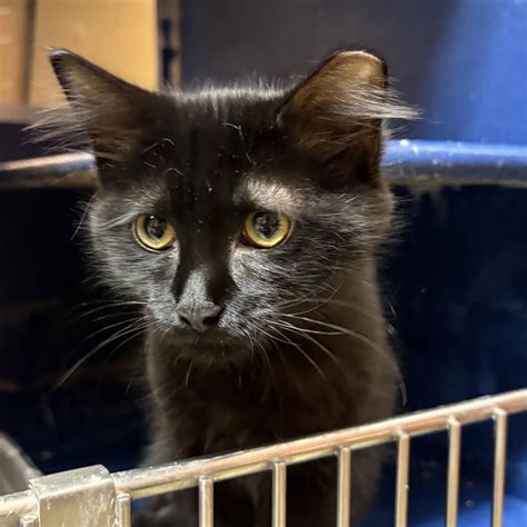 Cat for adoption - Sonic (shy girl! 6 months. Meet me at the Hanover ...