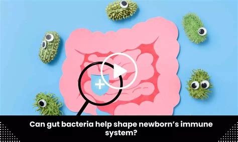 Can gut bacteria help shape newborn's immune system? Study sheds light