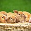 Image result for Cute Small Bunny