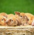 Image result for Cutest Bunnies