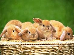 Image result for Cute Bunny Wallpaper