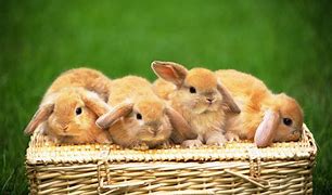 Image result for Spring Destop Backgrounds with Rabbits