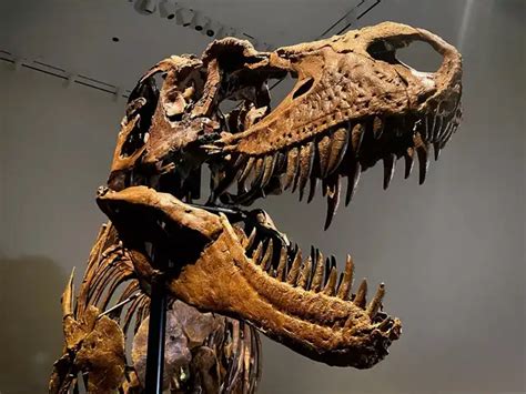 Rare auction in New York: A dinosaur skeleton - A unique auction | The ...
