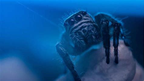 Bengal shudders in fear of tarantulas, experts say panic baseless