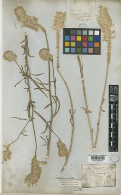 Ptilotus polystachyus (Gaudich.) F.Muell. | Plants of the World Online ...