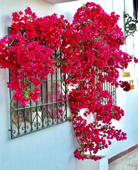 Bougainvillea Bonsai Dwarf Live Plant for Landscaping (Pack of 1 ...