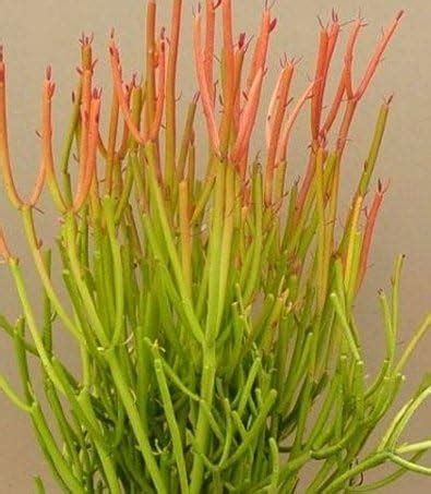 Plantsworld Euphorbia tirucalli Pencil Tree Live Plant : Amazon.in ...