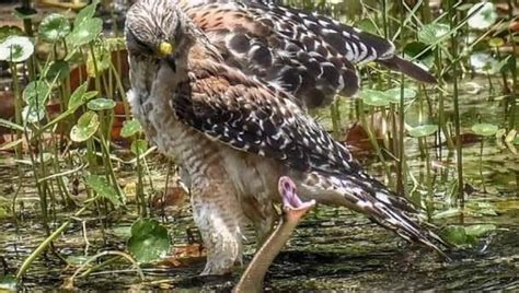 Hawk faces off with snake in photo of wild Florida | FOX 35 Orlando