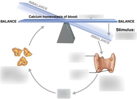 Image result for P.H. Balance