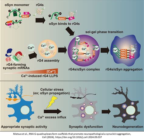 Scientists Uncover Hidden RNA Structure That Triggers Parkinson’s ...