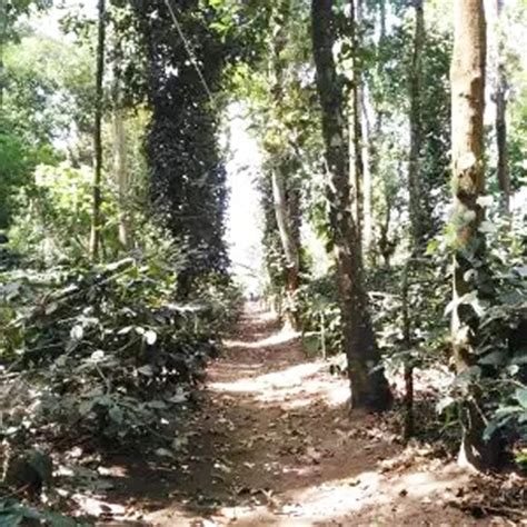 Nature Navigation, Chikmagalur - Homestay Advisor