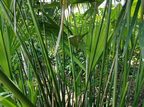 Mujeres rurales establecieron primer cultivo de iraca del departamento ...