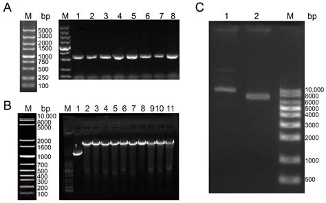 Construction of Shoot Apical Meristem cDNA Yeast Library of Brassica ...
