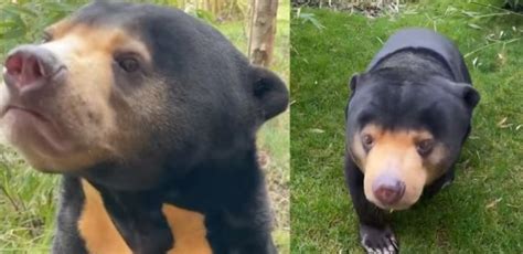 UK Zoo's Video Confirms Existence Of Sun Bears