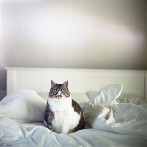 Sanatçılar en çok KEDİ sever - Kedi Resimleri (5. Katalog) - Sayfa 62