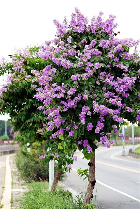 Creative Farmer Jarul Flower Tree Seeds : Amazon.in: Garden & Outdoors