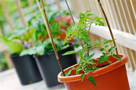 Vegetable Container Gardening for Beginners