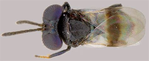 Featured insects