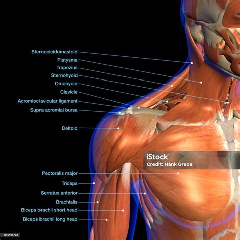 Labeled Anatomy Chart Of Neck And Shoulder Muscles On Black Background Stock Photo - Download ... - Human Anatomy Shoulder Muscles