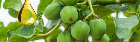 Jatorpha Oil - Alternate for Bio-Diesel Production