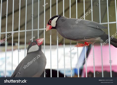 Image result for Java Sparrows for Sale