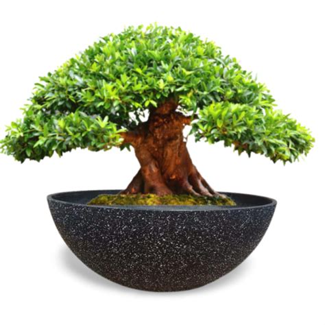 Garden Art New Imported Flower Pot (55 cm Dia) Decorative Fiber Bowl ...