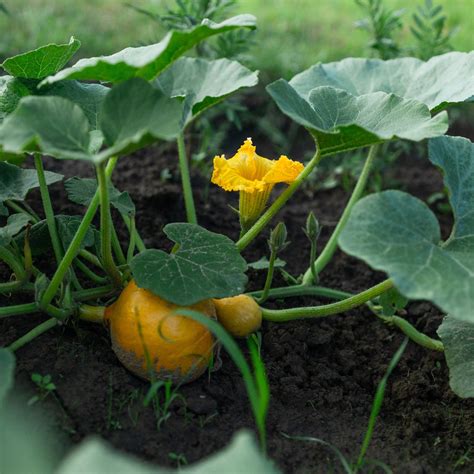 How to grow pumpkins for a successful harvest | Ideal Home