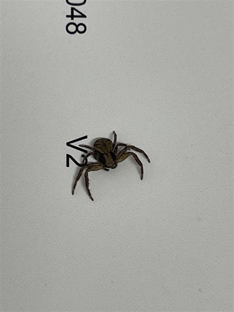 Do you guys remember that “fun fact” that people eat about 8 spiders ...