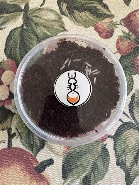 Image result for Silver Spring Tails