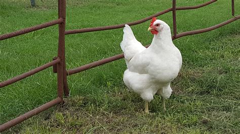 White Jersey Giant Chickens - Baby Chicks for Sale | Cackle Hatchery